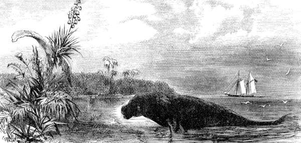 Drawing of a manatee on one of the Florida Keys