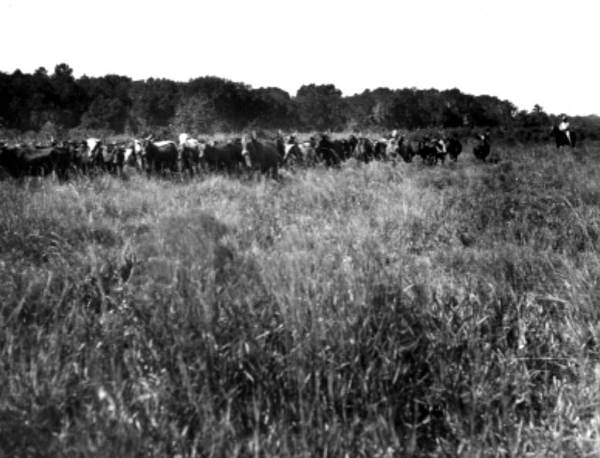 Cattle being herded