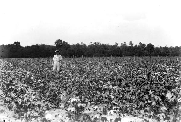 Farmer standing in a crop field used for a fertilizer test