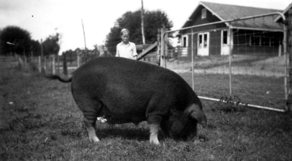 Large pig eating