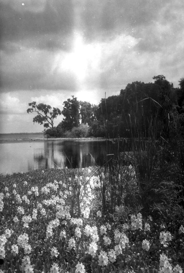 Water hyacinth on the Saint Johns River - Green Cove Springs Region, Florida
