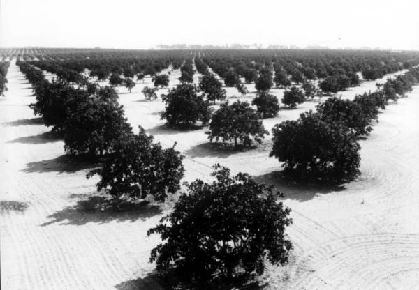 A valencia orange grove - Lakeland, Florida
