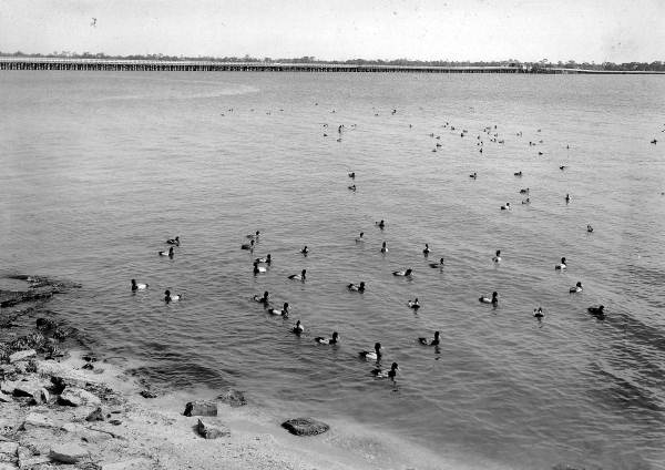 Wild ducks on the Indian River - Cocoa, Florida