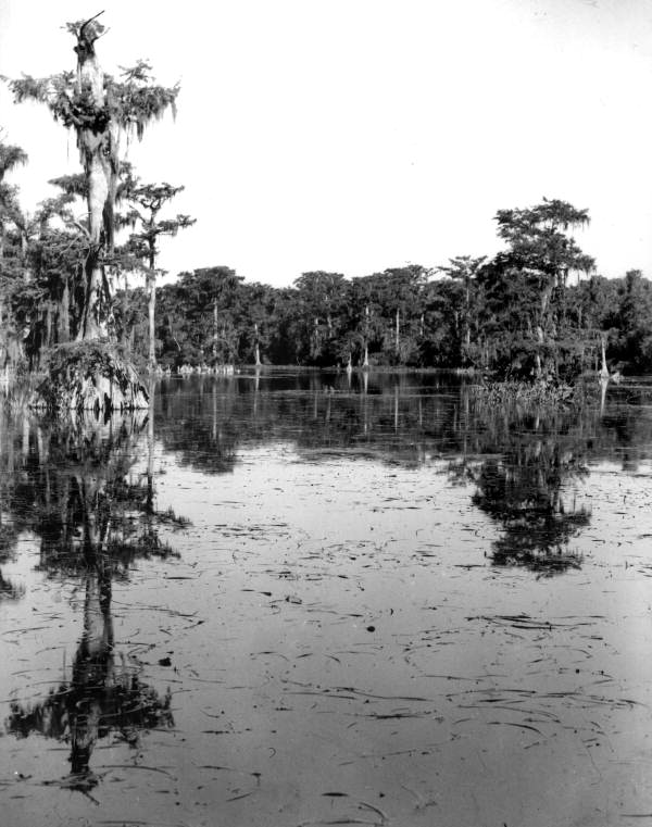 View of the river at Wakulla Springs