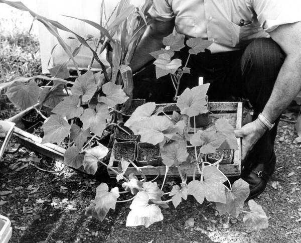 Squash plants for Art Cheek's garden - Tallahassee, Florida