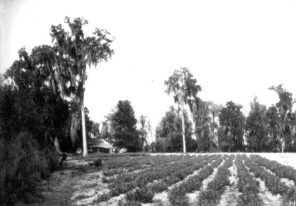 Leigh M. Pearsall's bean field - Melrose, Florida