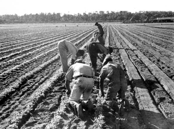 Celery planting - Belle Glade, Florida