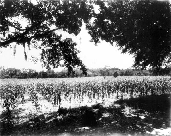 Corn field - Melrose, Florida
