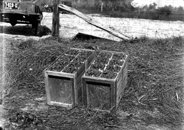 Strawberries in 24 quart field crates showing berries packed in quart baskets