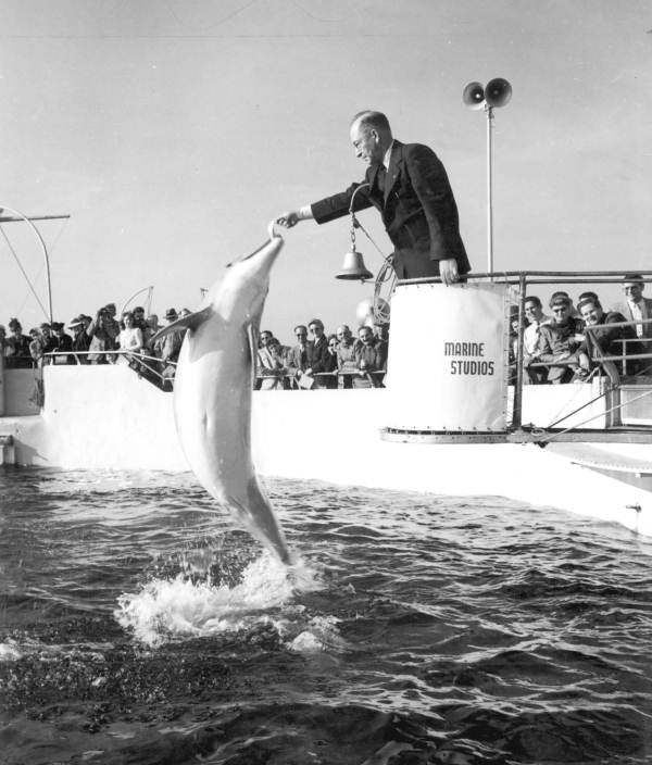 Kiwanis president feeds bottle-nosed dolphin - Marineland, Florida