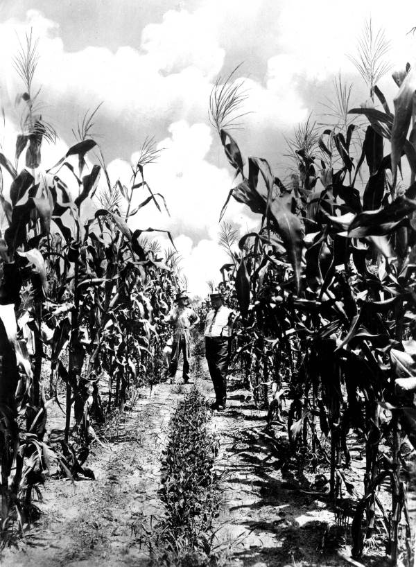 Men in a cornfield - Bay County, Florida
