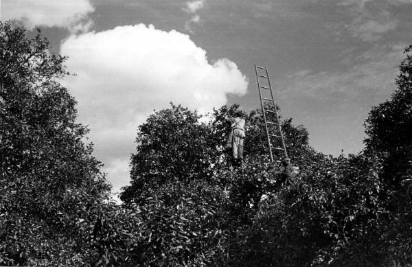 Picking oranges