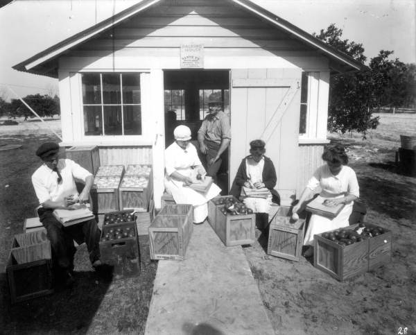 Scene at Leigh M. Pearsall's packing house - Melrose, Florida