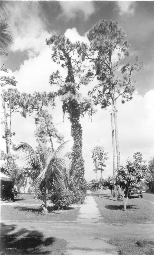 Various trees - Coral Gables, Florida