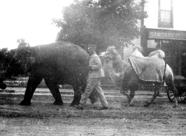 Elephant and camel in parade - Eustis, Florida