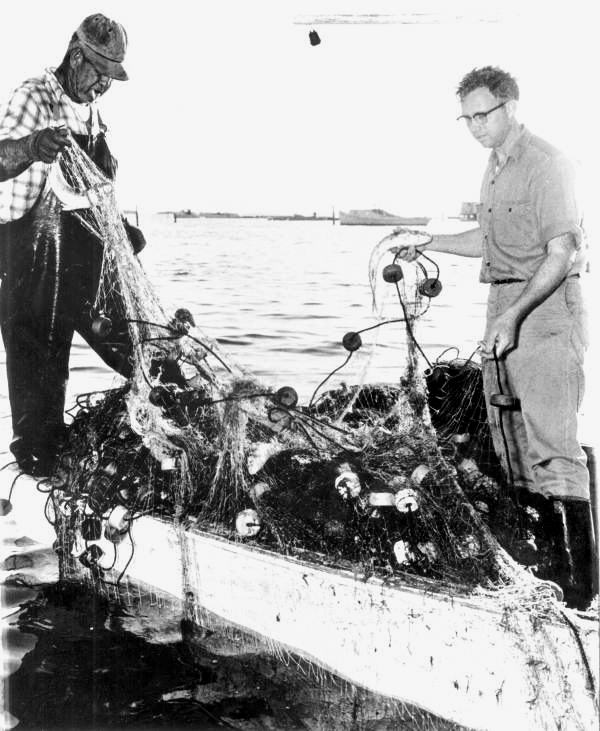 Fishermen removing fish from nets - Cortez, Florida