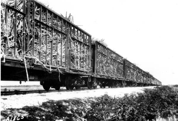 Train loaded with sugarcane from the Benbow Farm - Moore Haven, Florida