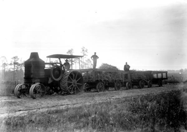 Early gasoline tractor hauling 3 wagons of sugarcane - Hardaway, Florida