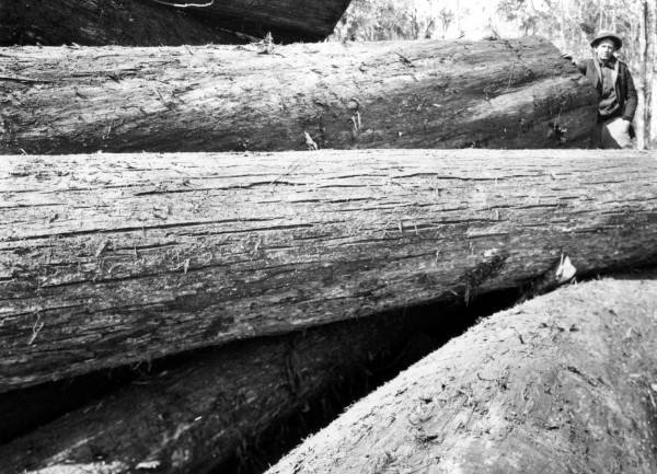 Bud Alston standing next to cypress logs
