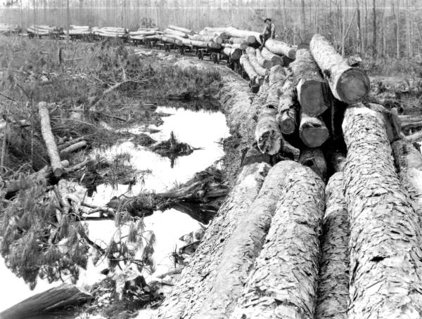 Flatcars loaded with pine logs
