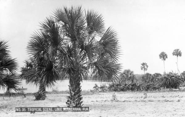 Tropical scene from the shore of Lake Minnehaha - Maitland, Florida