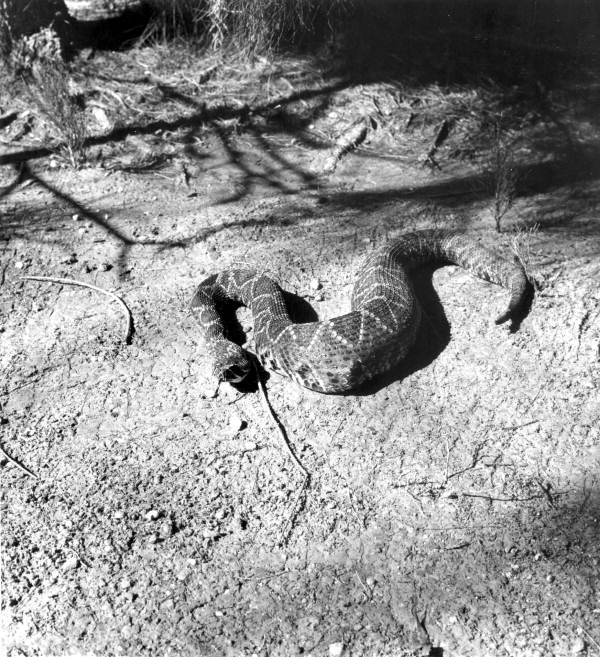 Rattlesnake soon after feeding