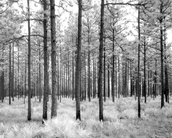 Managed pine trees in Osceola National Forest