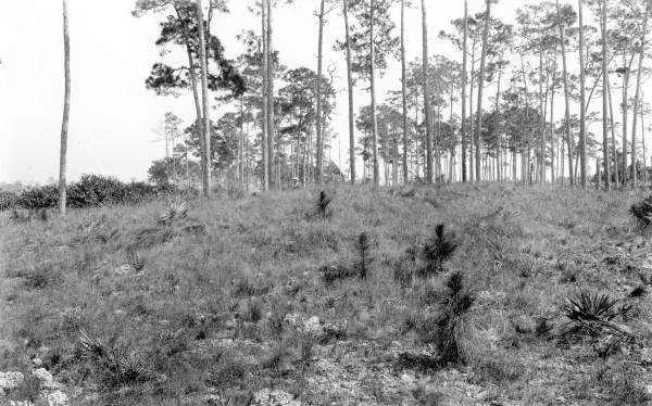 Indian mound - Miami, Florida.