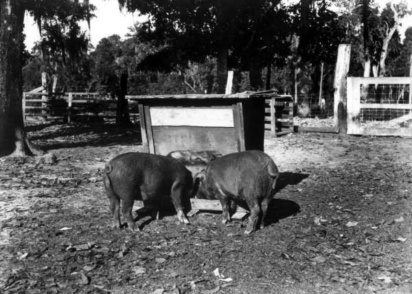 Pigs getting fed at a north Florida farm