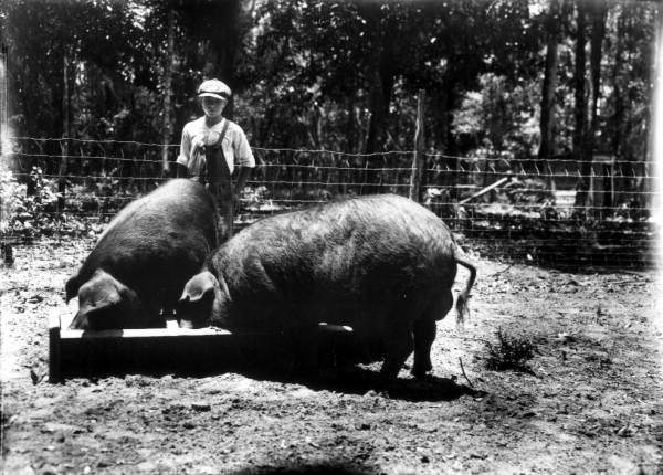 Poland China boars raised by J.C. Herlong - Micanopy, Florida