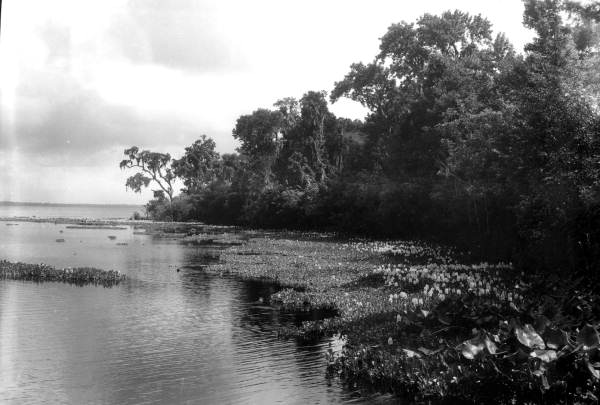 Water hyacinth on the Saint Johns River - Green Cove Springs Region, Florida