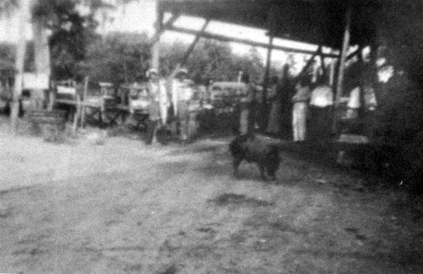 People gathered around diving pig - Saint Marks, Florida