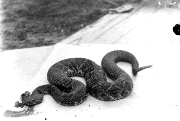 Rattlesnake at the home of Leigh M. Pearsall - Melrose, Florida