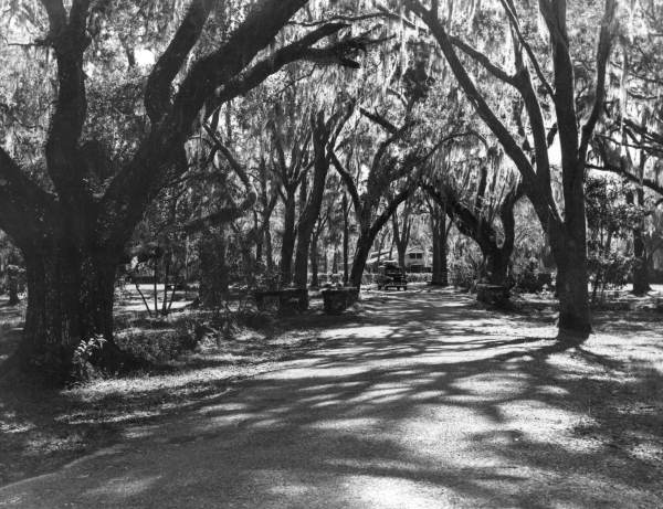 Canopy road entrance to the Dade Battlefield Historic State Park - Bushnell, Florida