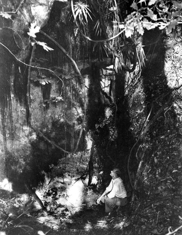 A man looking up to plants on the blur at Torreya State Park - Rock Bluff, Florida