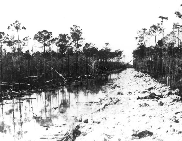 Looking along the trail - Tamiami Trail, Florida