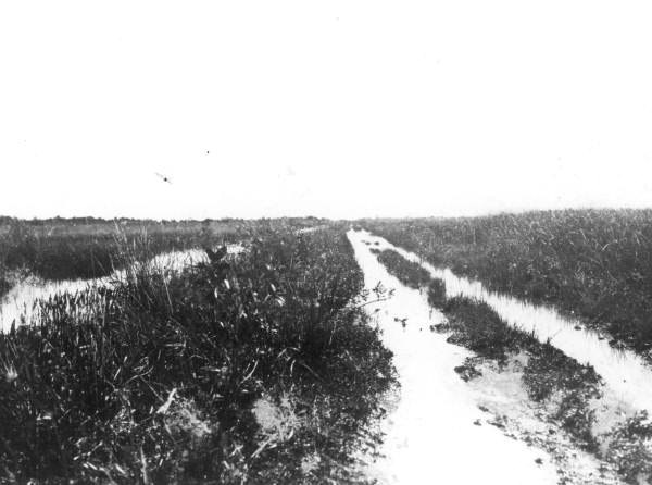 Landscape view from the Tamiami Trail - Everglades, Florida