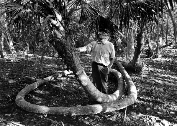 Dr. Arthur H. Weiland and Cabbage palm - Immokalee, Florida