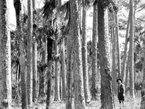 Suwannee River pine - Dixie/Taylor County, Florida