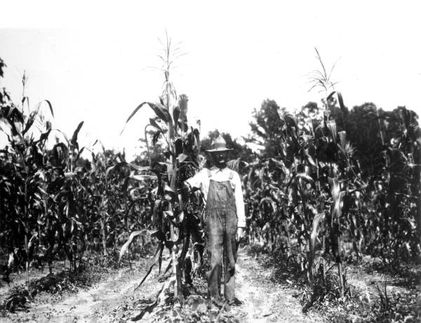 Ed Thompson in his Jefferson County corn field
