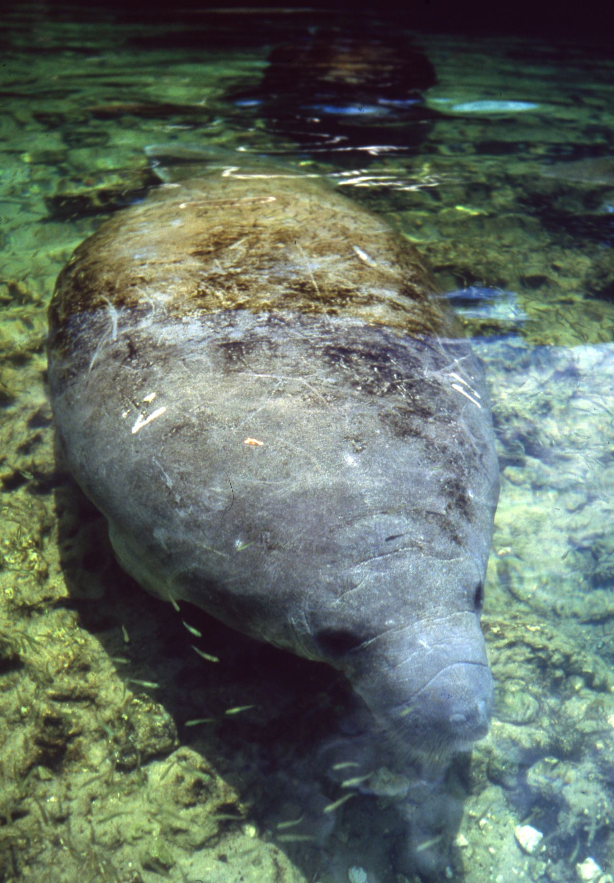 State marine mammal of Florida