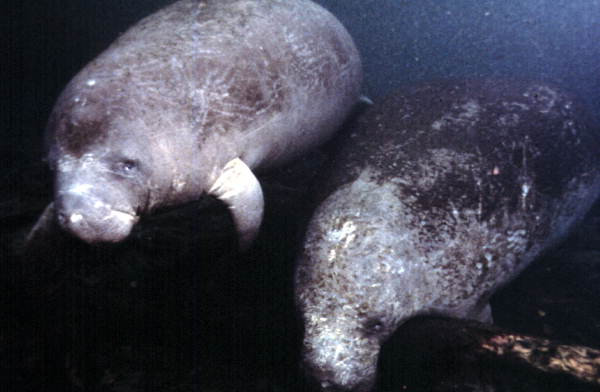 State marine mammal of Florida