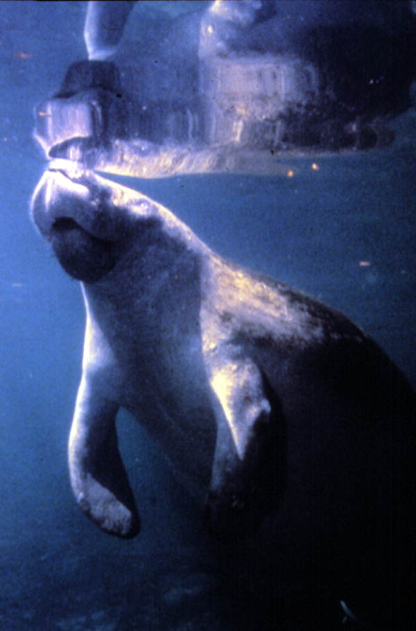 State marine mammal of Florida