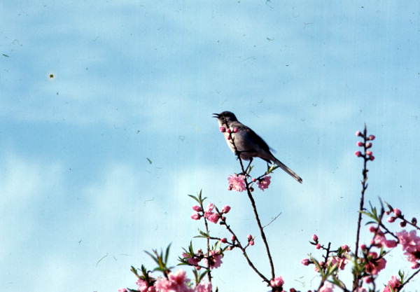 State bird of Florida.