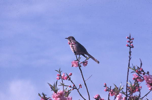 State bird of Florida