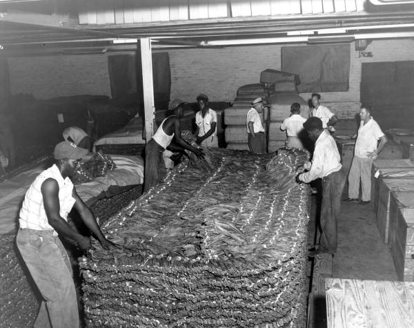 Workers busy in a tobacco storage house - Madison, Florida