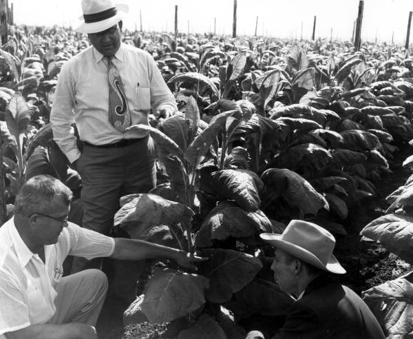 Men discussing things in a field of tobacco