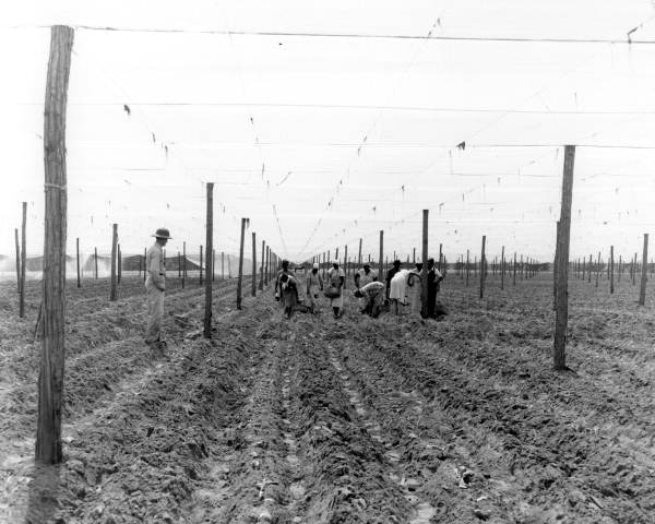 Tobacco workers planting on the farm