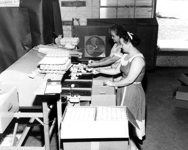Eggs being packaged for market - Gadsden County, Florida