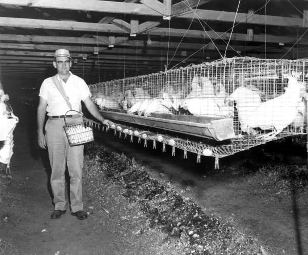 Man collecting eggs - Gadsden County, Florida